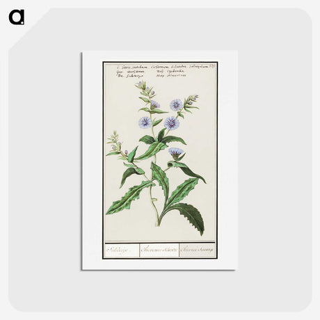 3-7_Anselmus-Boetius-de-Boodt_hagaki
