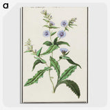 3-7_Anselmus-Boetius-de-Boodt_picture-crop