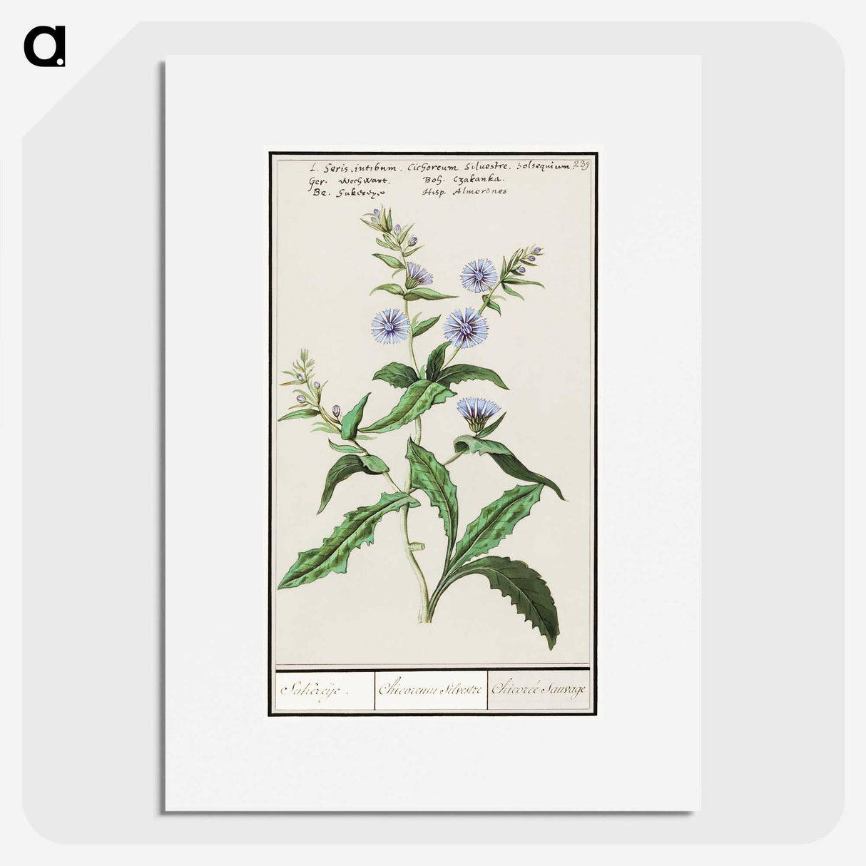 3-7_Anselmus-Boetius-de-Boodt_picture