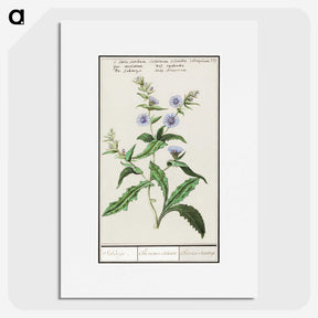 3-7_Anselmus-Boetius-de-Boodt_picture