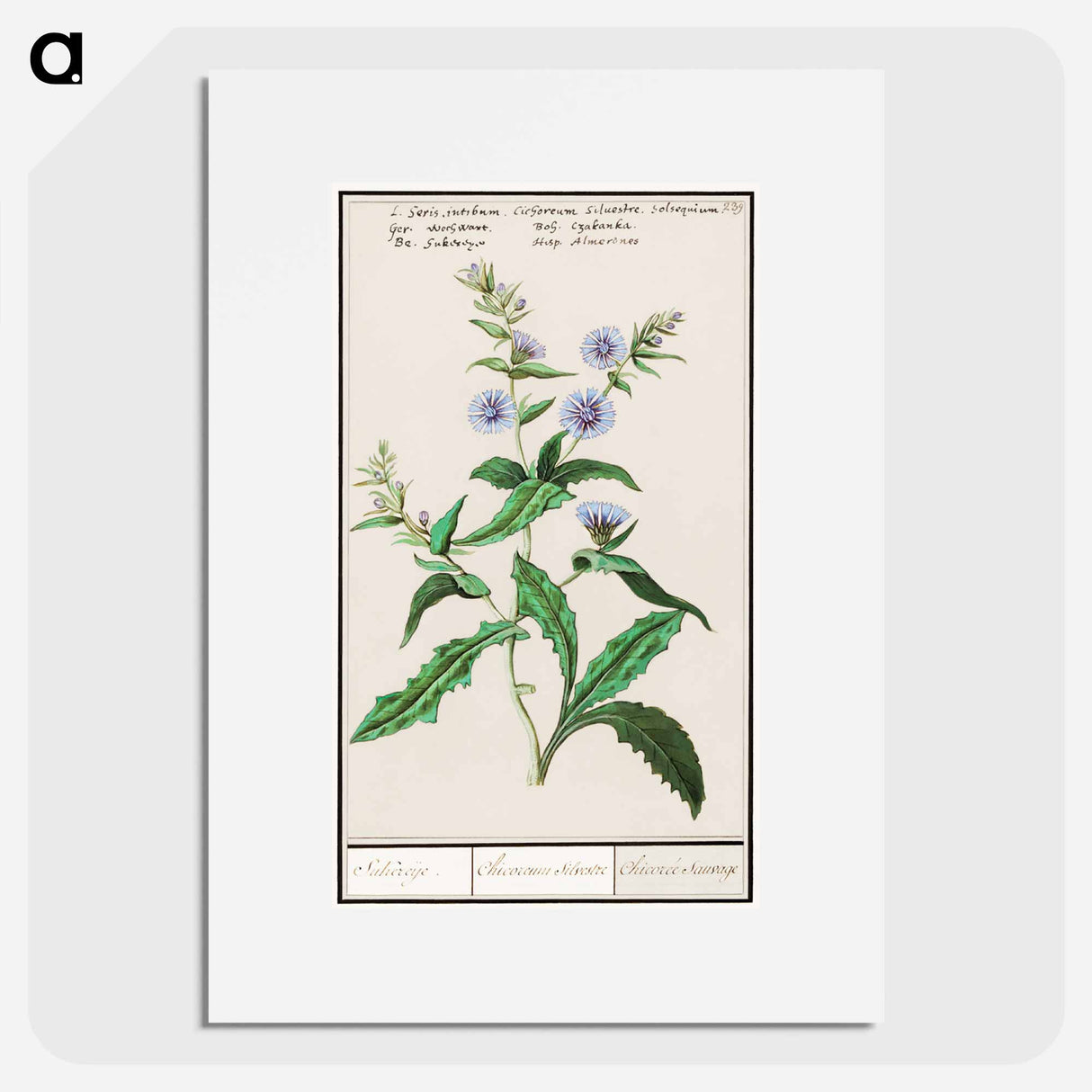 Wild chicory - アンセルムス ボエティウス デ ブート Poster.