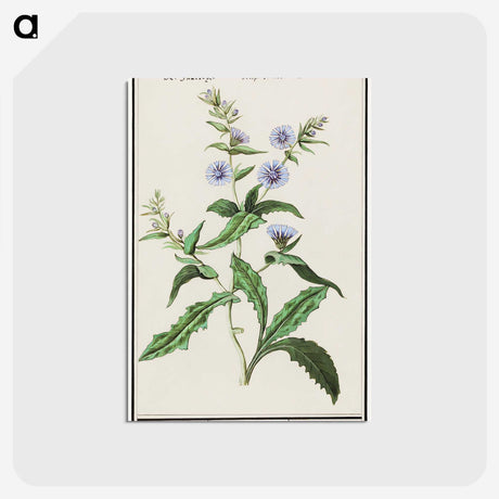 3-7_Anselmus-Boetius-de-Boodt_postcard