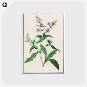 アートポストカード-Wild chicory - アンセルムス ボエティウス デ ブート Postcard.