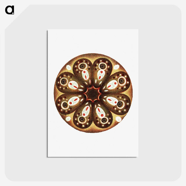 3-7_Ernst-Haeckel_postcard