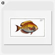 3-7_Ichtyologie-ou-Histoire-naturelle_picture