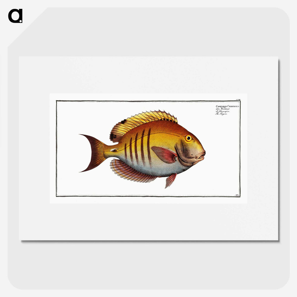 3-7_Ichtyologie-ou-Histoire-naturelle_picture