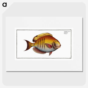3-7_Ichtyologie-ou-Histoire-naturelle_picture