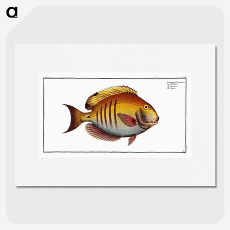 3-7_Ichtyologie-ou-Histoire-naturelle_picture