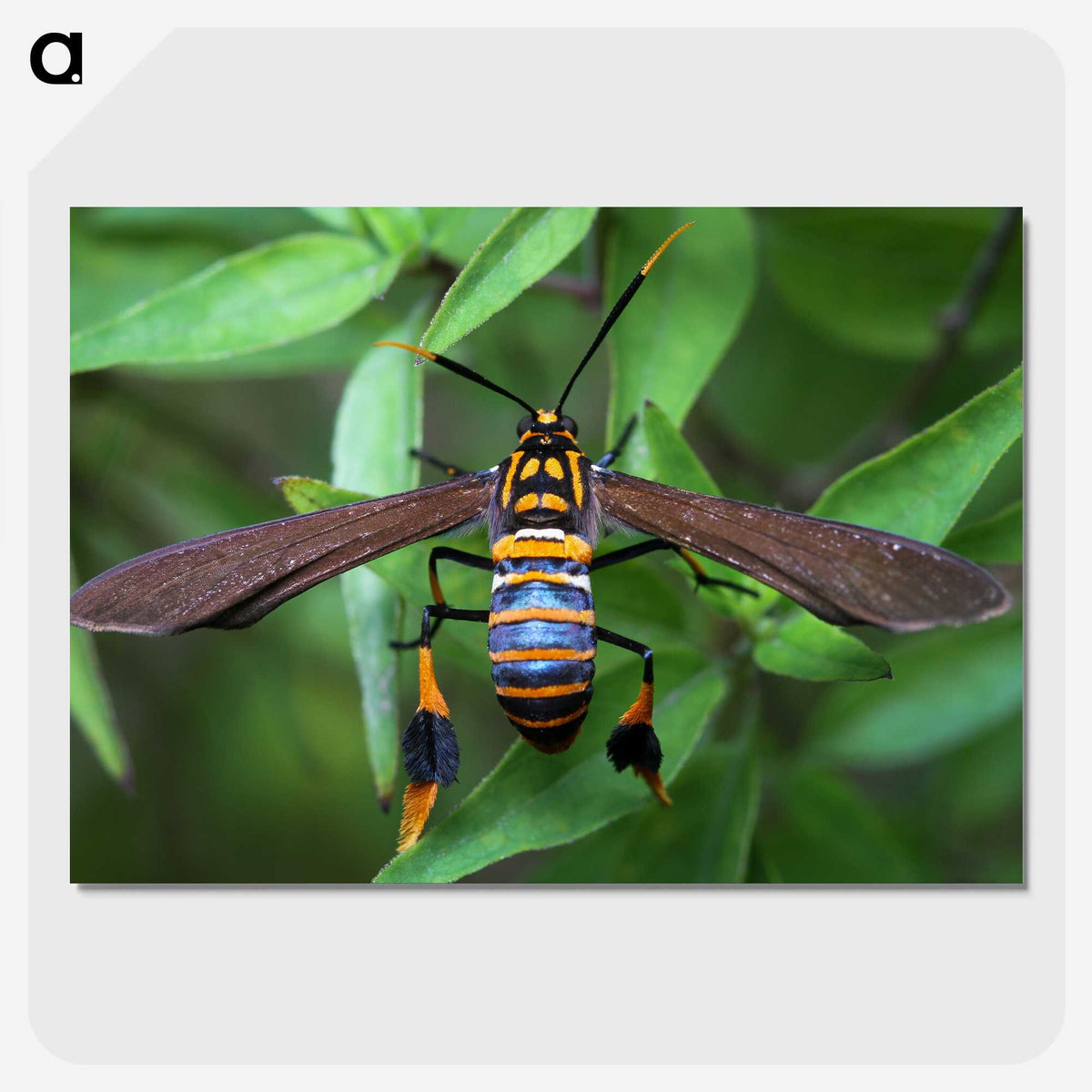 3-7_Insects-Unlocked-Project_picture-crop