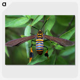 3-7_Insects-Unlocked-Project_picture-crop