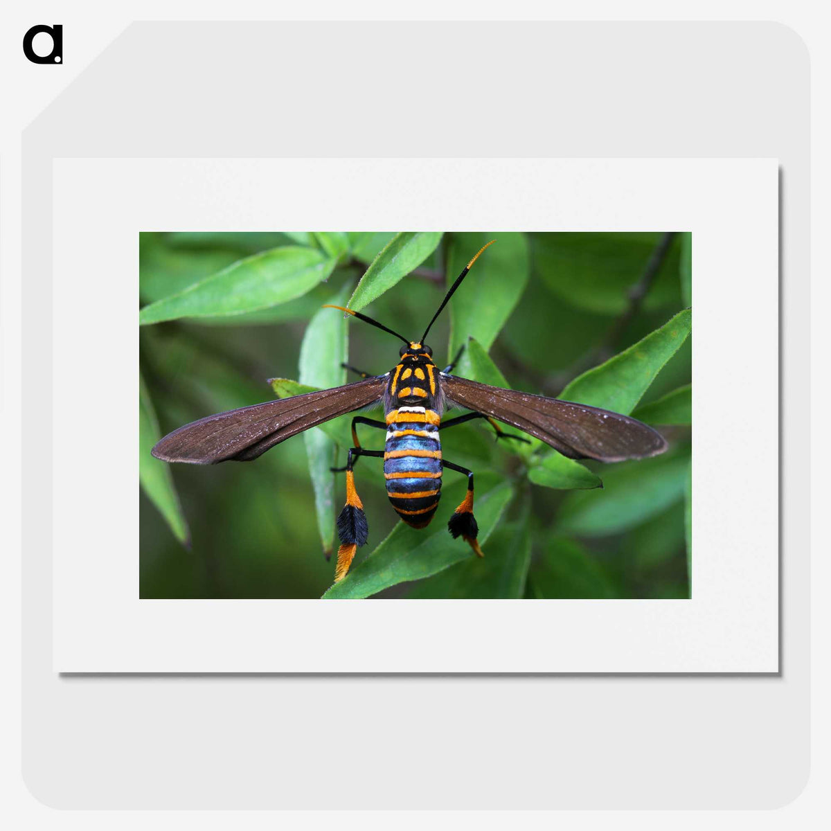 3-7_Insects-Unlocked-Project_picture
