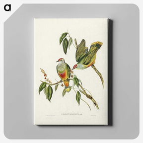 3-7_John-Gould_canvas