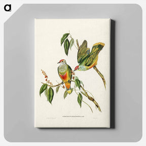 アートパネル-Swainson's Fruit Pigeon
 - ジョン グールド Canvas.