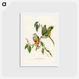 アートポストカード-Swainson's Fruit Pigeon
 - ジョン グールド Postcard.
