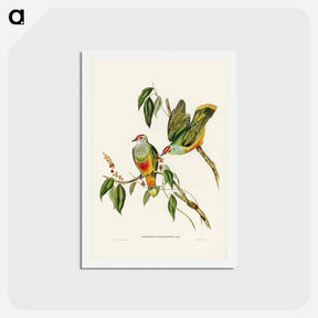 アートポストカード-Swainson's Fruit Pigeon
 - ジョン グールド Postcard.