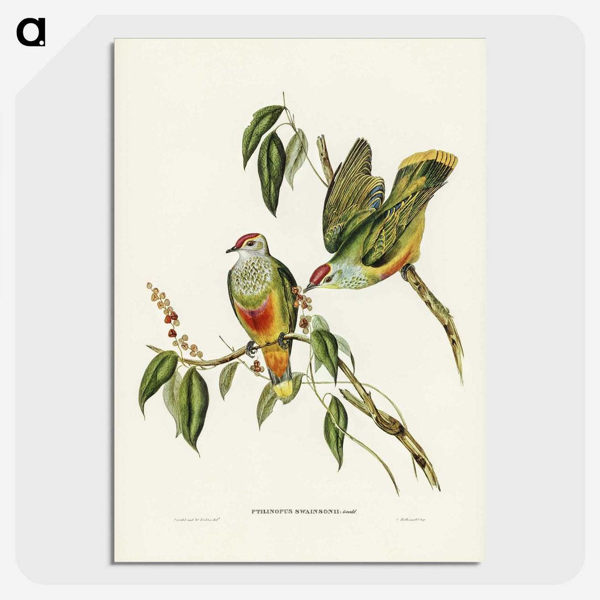 3-7_John-Gould_picture-crop