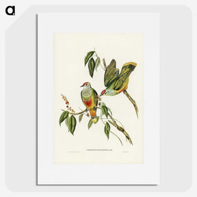 3-7_John-Gould_picture