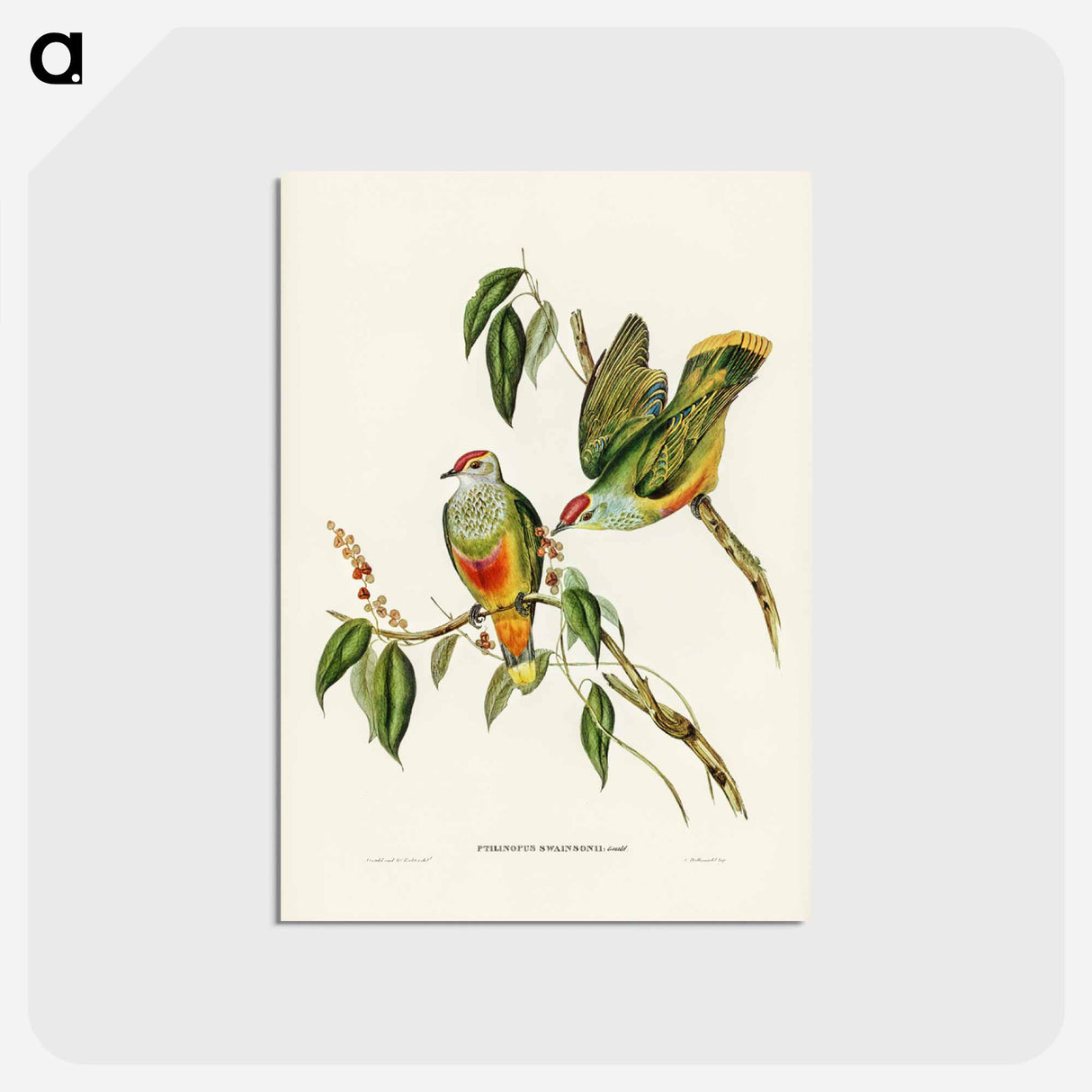 アートポストカード-Swainson's Fruit Pigeon
 - ジョン グールド Postcard.
