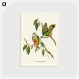 アートポストカード-Swainson's Fruit Pigeon
 - ジョン グールド Postcard.