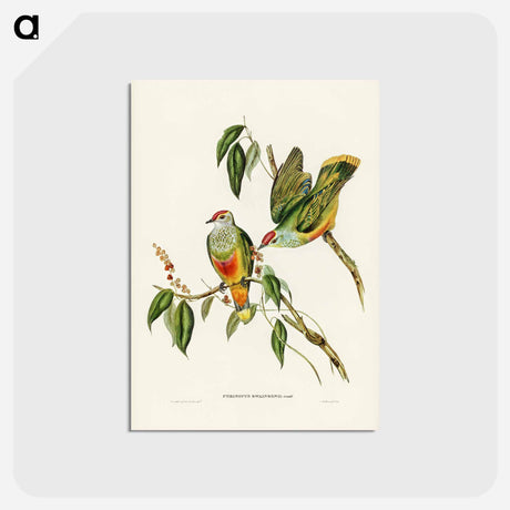 アートポストカード-Swainson's Fruit Pigeon
 - ジョン グールド Postcard.