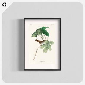 アートポスター-Swamp Sparrow
 - ジョン ジェームス オーデュボン Poster.