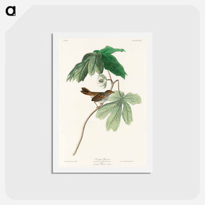 アートポストカード-Swamp Sparrow
 - ジョン ジェームス オーデュボン Postcard.