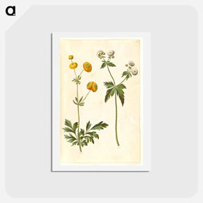 アートポストカード-Ranunculus
 - マリア ジビーラ メーリアン Postcard.
