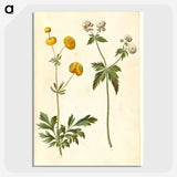 3-7_Maria-Sibylla-Merian_picture-crop