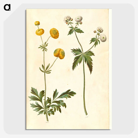 3-7_Maria-Sibylla-Merian_picture-crop