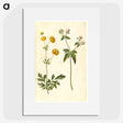 3-7_Maria-Sibylla-Merian_picture