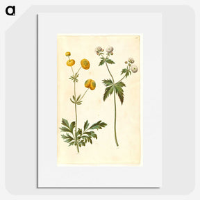 3-7_Maria-Sibylla-Merian_picture