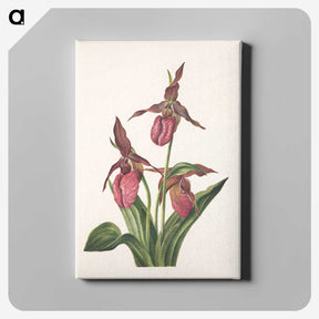 3-7_Mary-Vaux-Walcott_canvas
