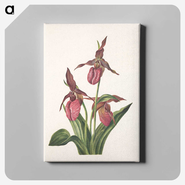 3-7_Mary-Vaux-Walcott_canvas