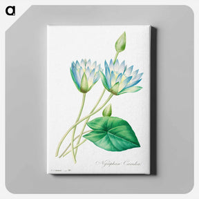 アートパネル-Egyptian lotus - ピエール ジョゼフ ルドゥーテ Canvas.