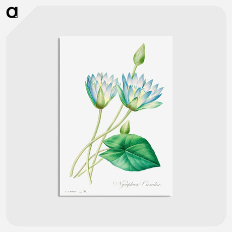 アートポストカード-Egyptian lotus - ピエール ジョゼフ ルドゥーテ Postcard.