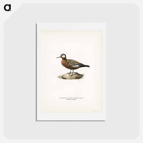 アートポストカード-Phalaropus Fulicarius Jourdaini
 - スヴェンスカ フォグラル Postcard.