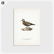 3-7_Svenska-Faglar_postcard