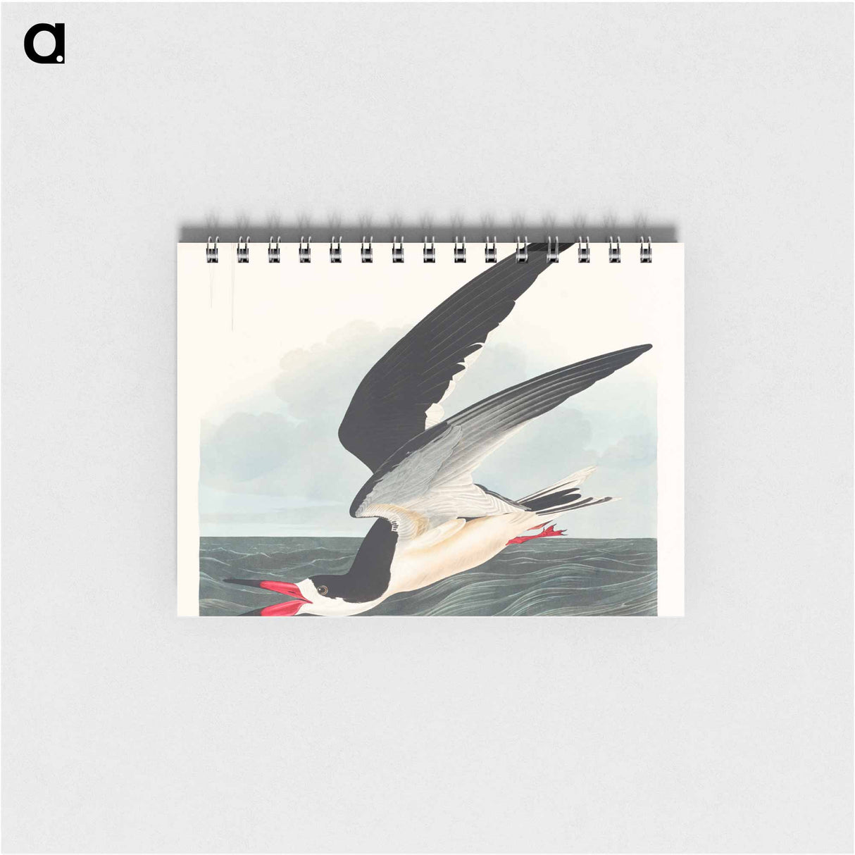 アートメモ帳-Black Skimmer from Birds of America
 - アメリカの鳥たち Memo.