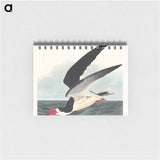 アートメモ帳-Black Skimmer from Birds of America
 - アメリカの鳥たち Memo.