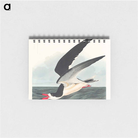 アートメモ帳-Black Skimmer from Birds of America
 - アメリカの鳥たち Memo.