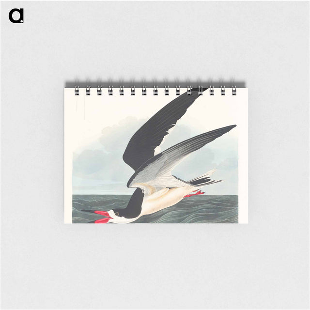 アートメモ帳-Black Skimmer from Birds of America
 - アメリカの鳥たち Memo.
