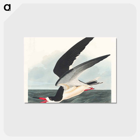 アートポストカード-Black Skimmer from Birds of America
 - アメリカの鳥たち Postcard.