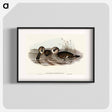 アートポスター-Membranaceous Duck
 - オーストラリアの鳥 Poster.