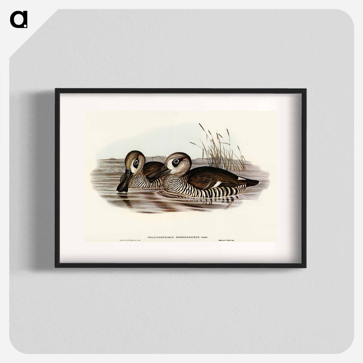 アートポスター-Membranaceous Duck
 - オーストラリアの鳥 Poster.