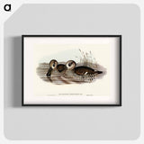 アートポスター-Membranaceous Duck
 - オーストラリアの鳥 Poster.