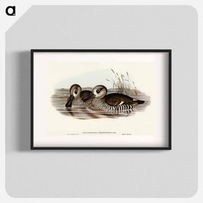 アートポスター-Membranaceous Duck
 - オーストラリアの鳥 Poster.