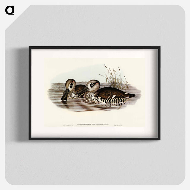アートポスター-Membranaceous Duck
 - オーストラリアの鳥 Poster.