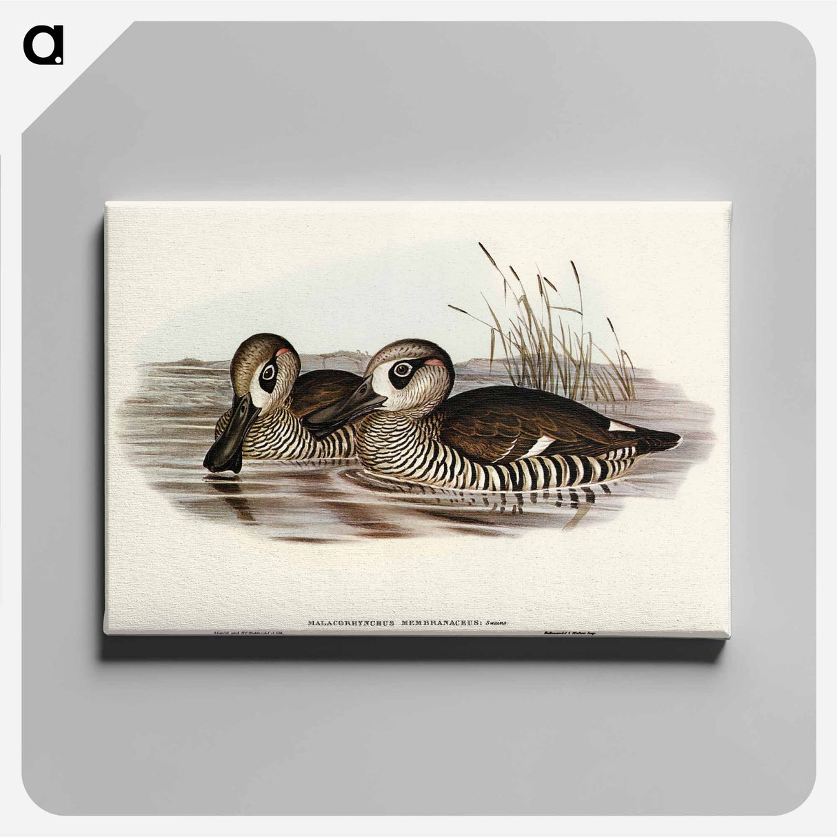 アートパネル-Membranaceous Duck
 - オーストラリアの鳥 Canvas.