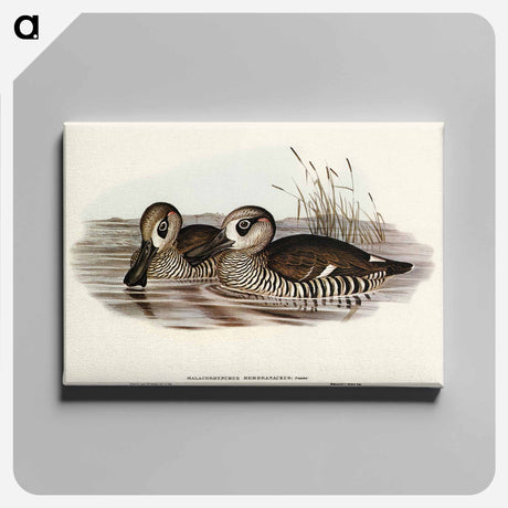アートパネル-Membranaceous Duck
 - オーストラリアの鳥 Canvas.