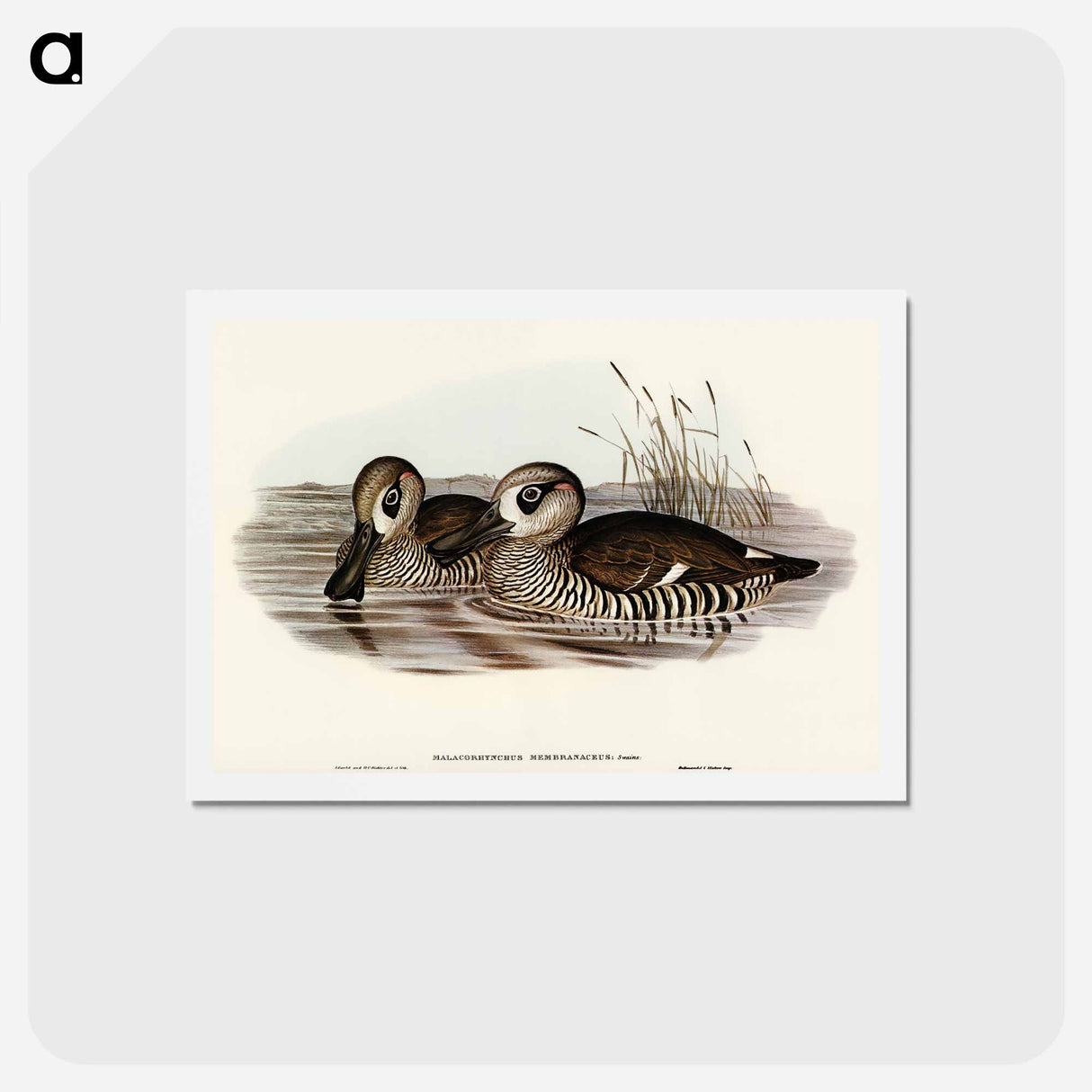 アートポストカード-Membranaceous Duck
 - オーストラリアの鳥 Postcard.